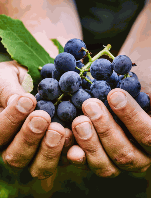 Odoo • Text and Image