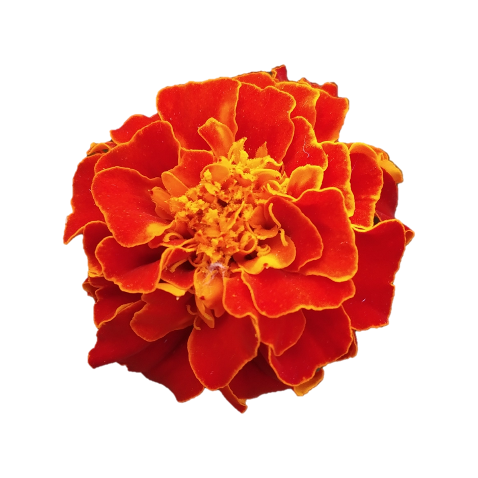 MICRO MARIGOLD