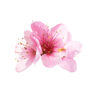 MICRO SAKURA | My Website