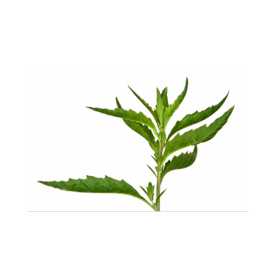 EPASOTE